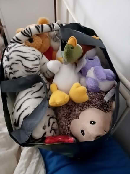 Photo of free Loads of teddies (Tuckswood NR4) #1