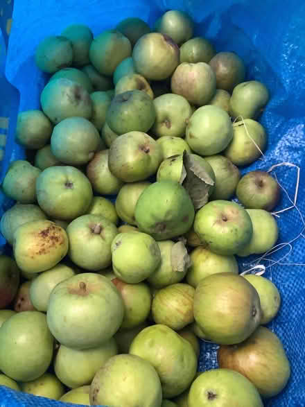 Photo of free Cooking apples (Caton LA2) #1