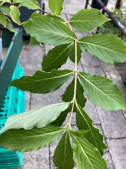 Photo of free Shrub - Bristol Ruby - N87 (N8 7 Off Middle Lane) #2
