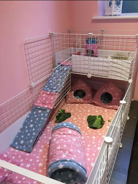 Photo of All things Guinea pig related! (Purley CR8) #1