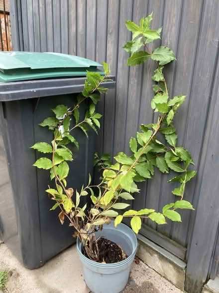 Photo of free Shrub - Bristol Ruby - N87 (N8 7 Off Middle Lane) #1