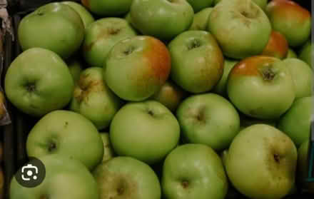 Photo of Bramley Apples (belmont sutton SM2) #1
