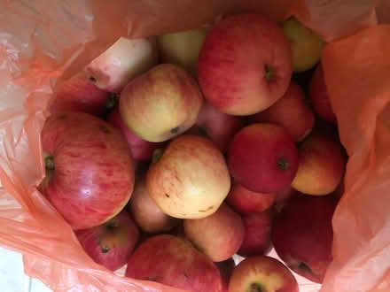 Photo of free Bag of apples - mixture of eaters and some best for cooking (Lexden CO3) #1