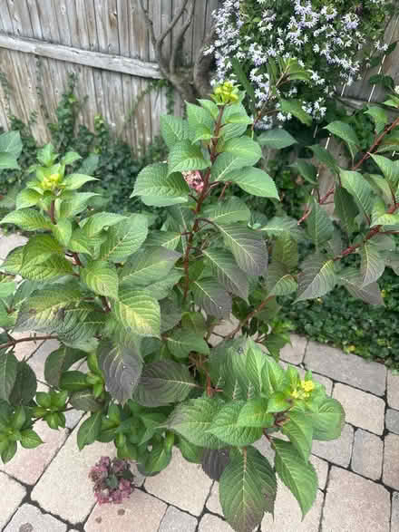 Photo of free (2) BloomStruck hydrangeas (Kenilworth Gardens) #3