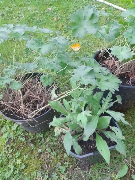 Photo of free Perennial plants (Tutbury DE13) #1