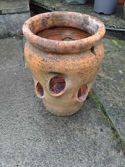 Photo of free Strawberry pot (Starbeck HG1) #1