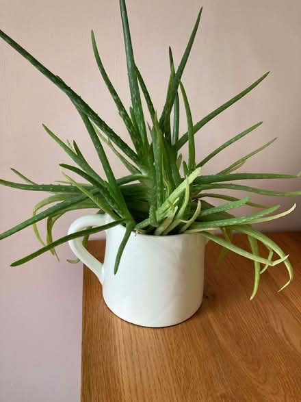 Photo of free Large Healthy Aloe Vera House Plant - approx 30cm x 30cm (Calthwaite CA11) #2