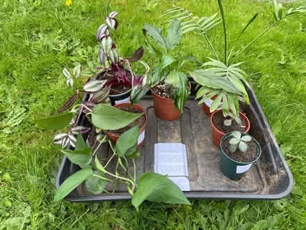 Photo of free Selection of house plants (TR11) #2