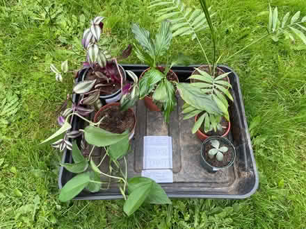 Photo of free Selection of house plants (TR11) #1