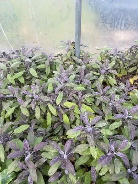 Photo of free Purple sage (Cleghorn ML11) #1