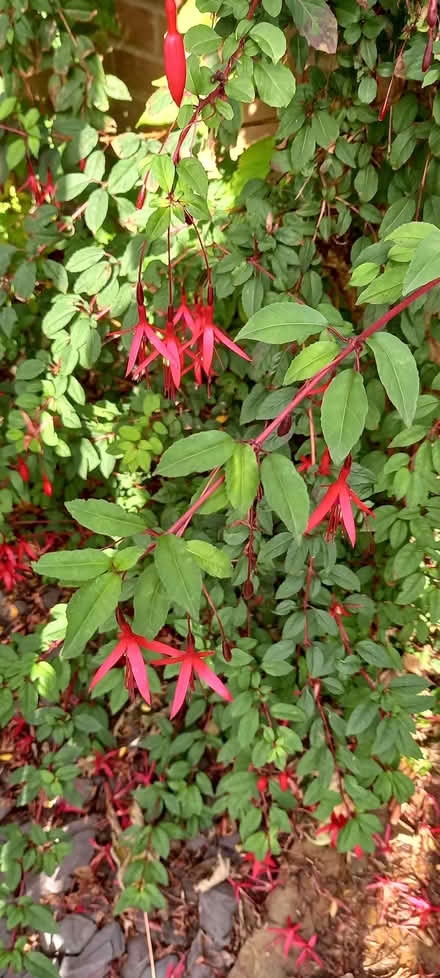 Photo of free Fuschia plants (Gleadless S12) #1