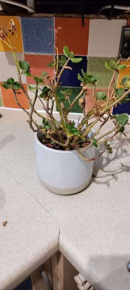 Photo of free Red Kalanchole Flower (NW6 6AH) #1