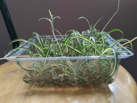 Photo of free Spiderettes (Colinton EH13) #1