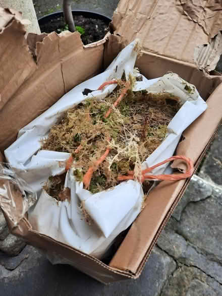 Photo of free Sphagnum moss (Trowbridge BA14) #1