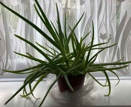 Photo of free Large Healthy Aloe Vera House Plant - approx 30cm x 30cm (Calthwaite CA11) #1