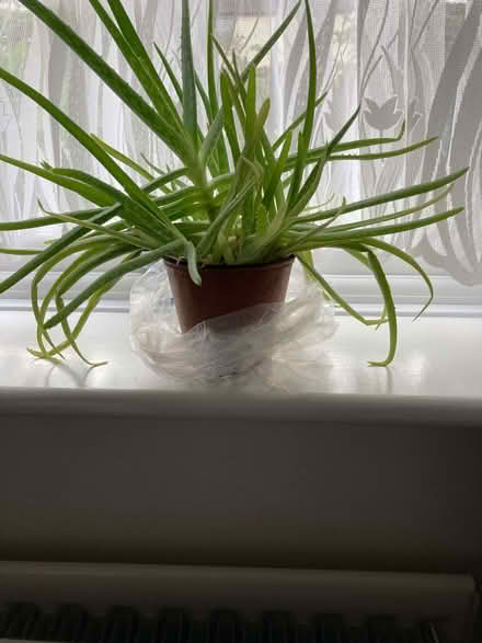Photo of free Large Healthy Aloe Vera House Plant - approx 30cm x 30cm (Calthwaite CA11) #3