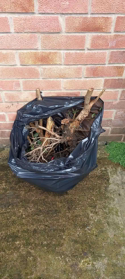 Photo of free Fuschia plants (Gleadless S12) #2