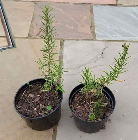 Photo of free Rosemary Plants (CT2) #1