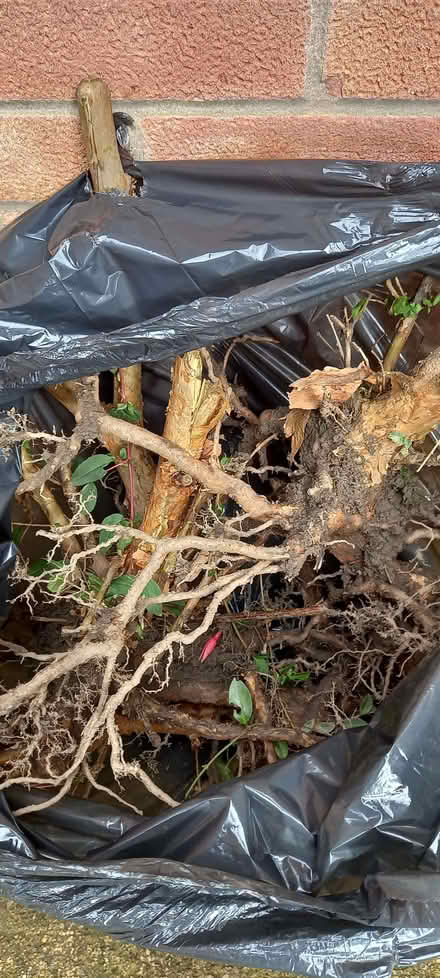 Photo of free Fuschia plants (Gleadless S12) #3