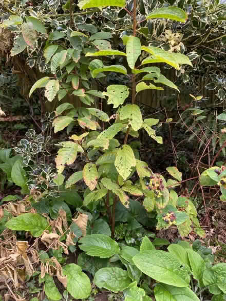 Photo of free Cherry tree (Ware SG12) #3
