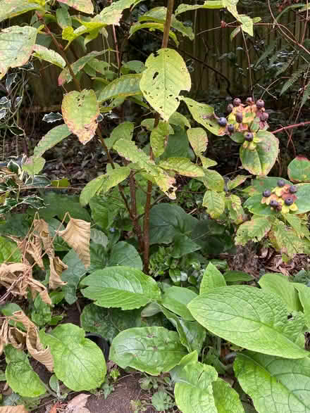 Photo of free Cherry tree (Ware SG12) #1