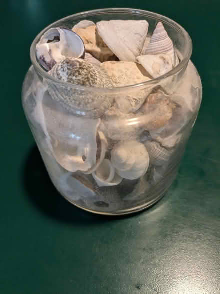 Photo of free Local shells and rocks (Ballard) #1