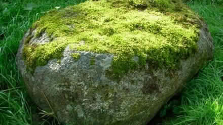 Photo of Moss (live, not decorative) (Monson, MA) #1