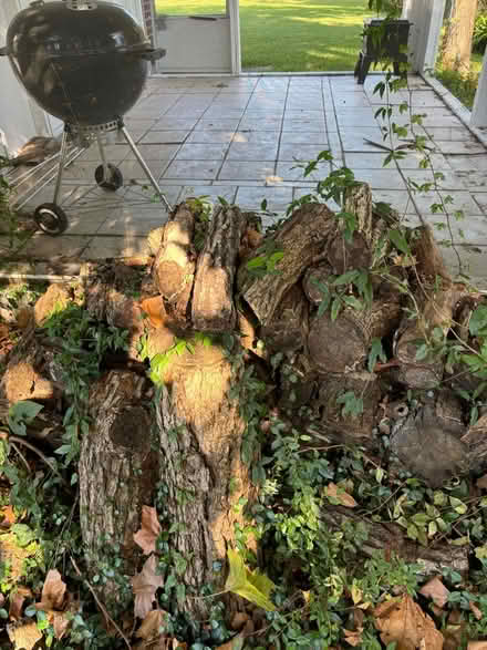 Photo of free Firewood (Prien Lake area) #2