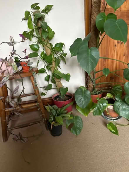 Photo of free House plants (Little Hereford SY8) #1