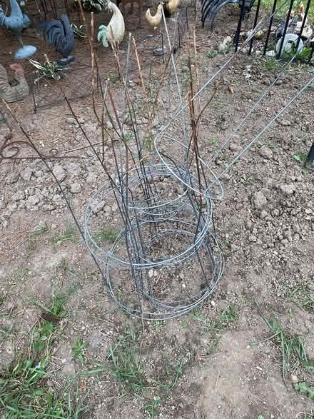 Photo of free Metal tomato cages (Auburn Hills) #1