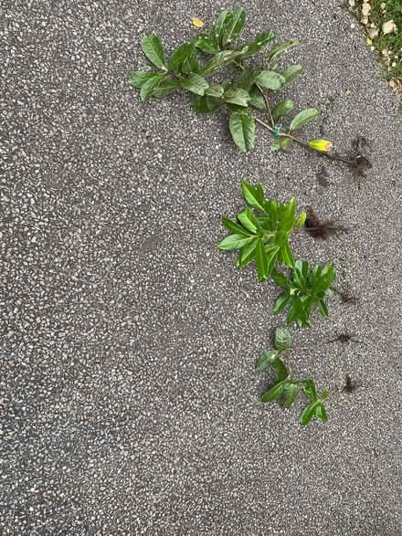 Photo of free Laurel saplings (Ware SG12) #2