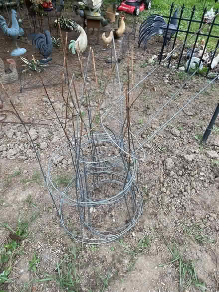 Photo of free Metal tomato cages (Auburn Hills) #2