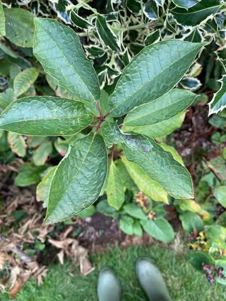 Photo of free Cherry tree (Ware SG12) #2