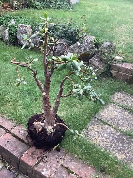 Photo of free Very old, sad money tree (Croydon) #1