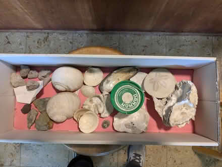 Photo of free Local shells and rocks (Ballard) #2