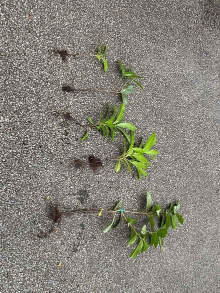 Photo of free Laurel saplings (Ware SG12) #1