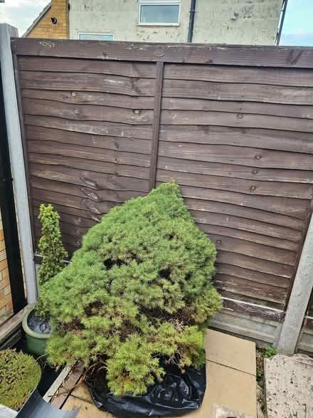Photo of free Fence panels, 3 (Higham North area NN10) #3
