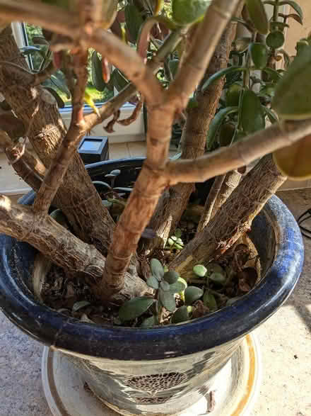 Photo of free Large succulent plant (Camberley GU15) #3