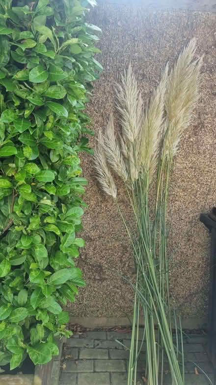Photo of free Pampas grass stems (Datchworth Green SG3) #1