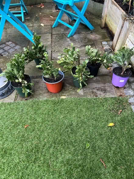 Photo of free Christmas cactus plants (L31 Maghull) #1