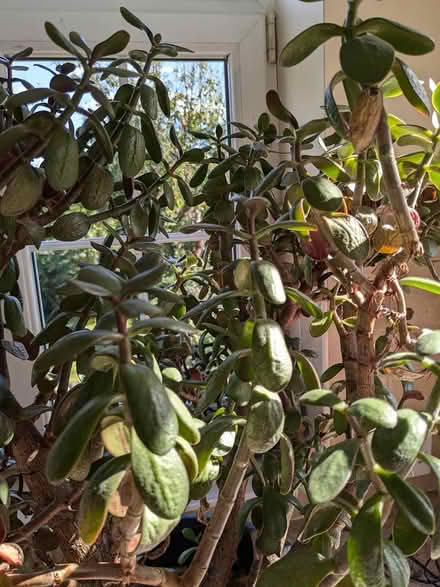 Photo of free Large succulent plant (Camberley GU15) #4