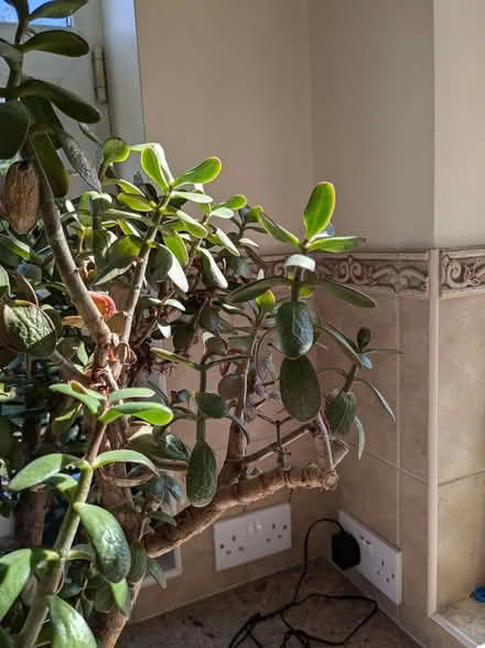 Photo of free Large succulent plant (Camberley GU15) #2