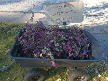 Photo of free houseplants (Dixie and burr oak) #1