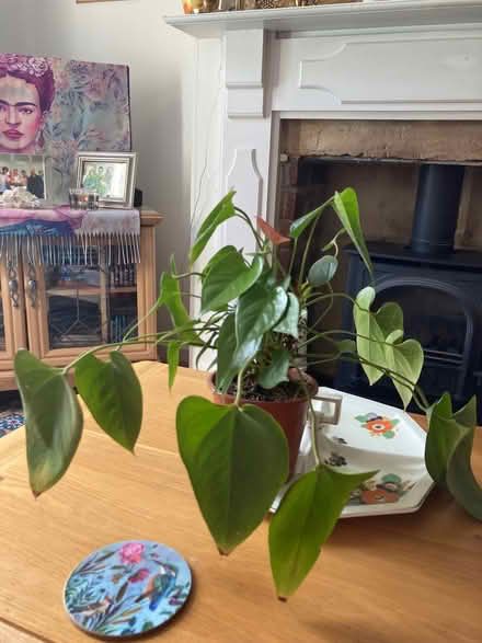 Photo of free Plant (Fairfield Park) #1