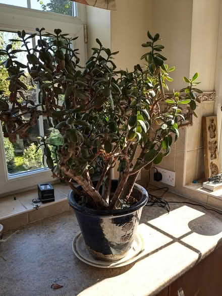 Photo of free Large succulent plant (Camberley GU15) #1
