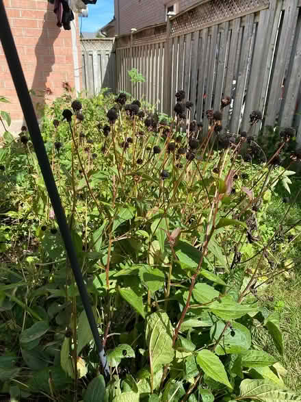 Photo of free Perennial plants (oakville. third line/dundas) #1