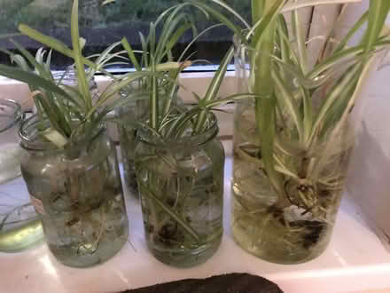 Photo of free Spider plants (Luddenden Foot HX2) #3