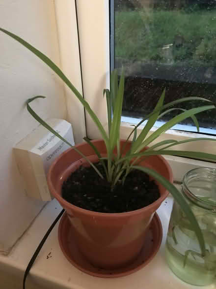 Photo of free Spider plants (Luddenden Foot HX2) #2
