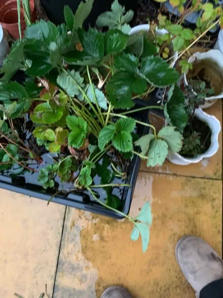 Photo of free Strawberry plants (Burntwood WS7 0) #1