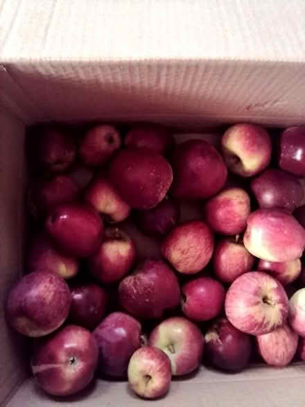 Photo of free Red dessert apples. (Penybont LD1) #1